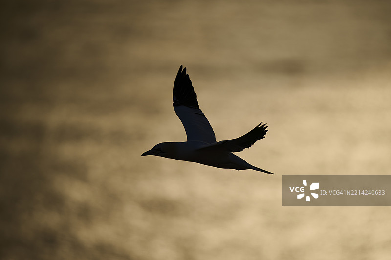 北方鸬鹚（Morus bassanus）在日落时分飞越海面，野生动物，赫尔戈兰，德国，欧洲图片素材