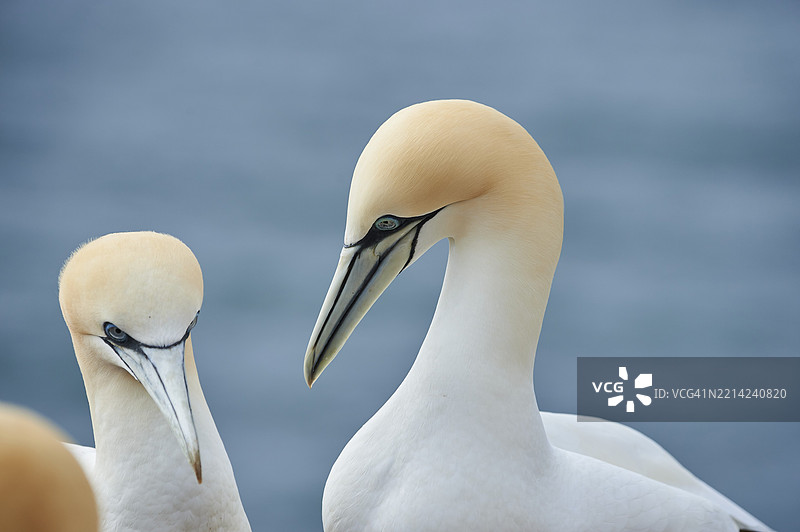 北方鸬鹚（Morus bassanus），肖像，特写，野生动物，赫尔戈兰，德国，欧洲图片素材