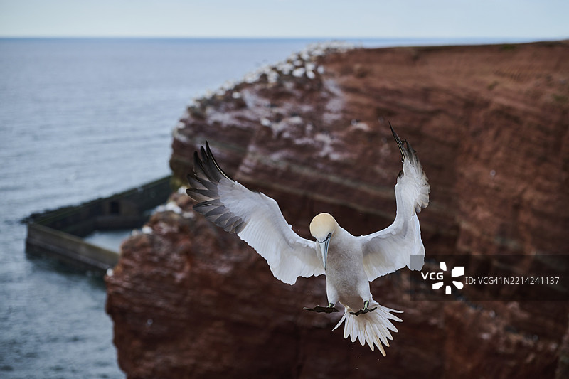 北方鸬鹚(Morus bassanus)在悬崖上降落,野生动物,赫尔戈兰,德国,欧洲图片素材