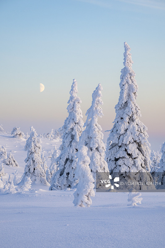 冬季风景，白雪覆盖的树木，瑞西屯图里国家公园，波西奥，拉普兰，芬兰，欧洲图片素材