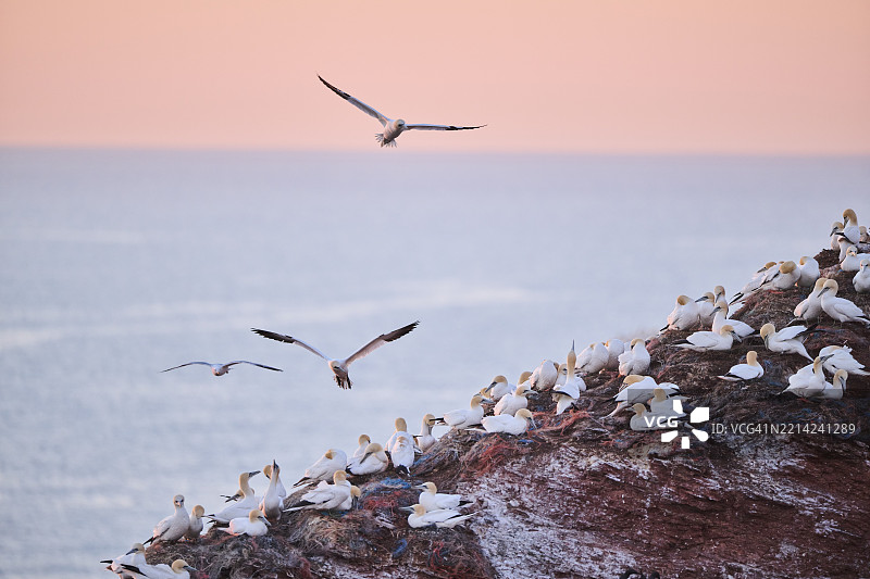 北方鸬鹚（Morus bassanus）在日落时分飞越德国赫尔戈兰悬崖上的鸟类栖息地，野生动物，欧洲图片素材
