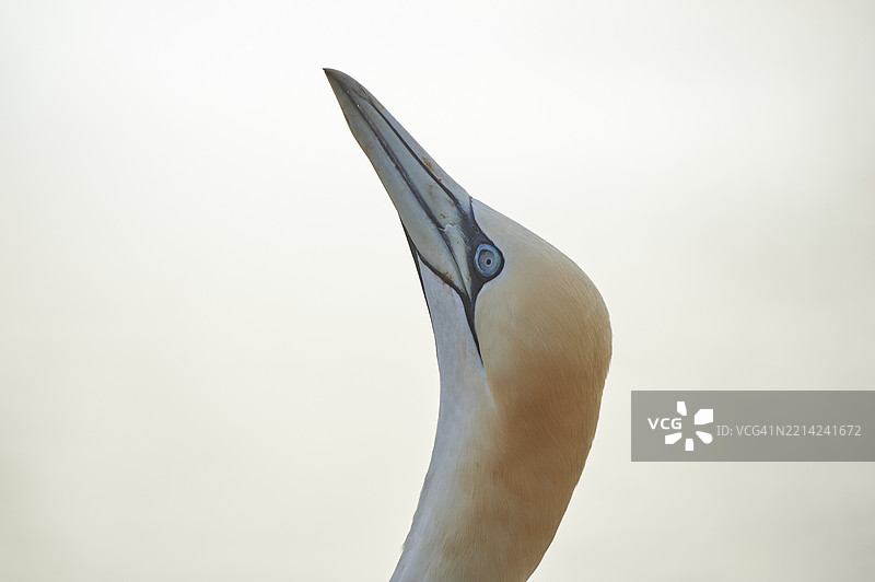 北方鸬鹚（Morus bassanus），肖像，特写，野生动物，赫尔戈兰，德国，欧洲图片素材