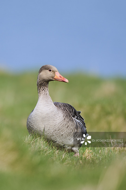 灰雁（Anser anser）在田野上，野生动物，赫尔戈兰，德国，欧洲图片素材