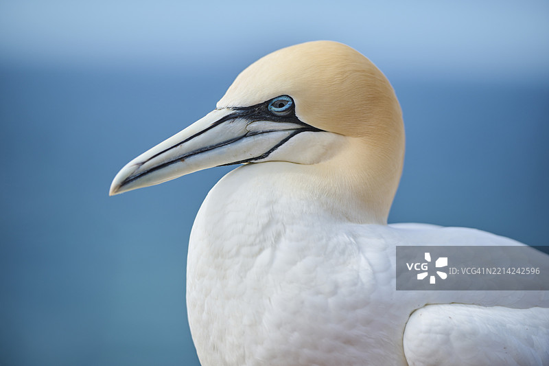 北方鸬鹚（Morus bassanus），肖像，特写，野生动物，赫尔戈兰，德国，欧洲图片素材