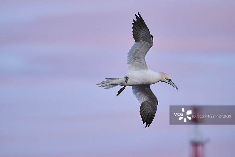 北方鸬鹚（北鲣鸟）在日落时分飞翔于天空，野生动物，赫尔戈兰，德国，欧洲图片素材