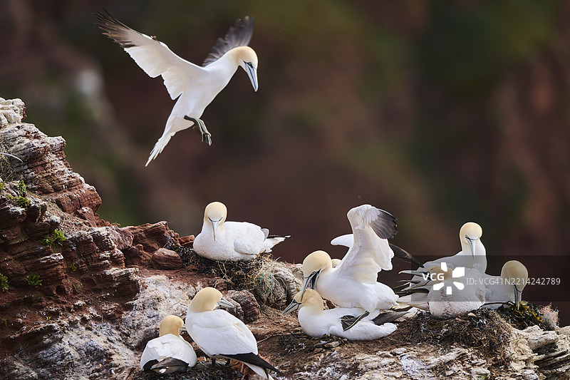 北方鸬鹚(Morus bassanus)在悬崖上空飞翔,降落,野生动物,赫尔戈兰,德国,欧洲图片素材