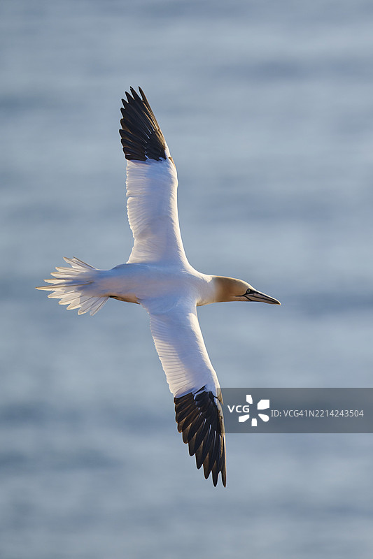 北方鸬鹚（北鲣鸟）在日落时分飞越海洋，野生动物，赫尔戈兰，德国，欧洲图片素材