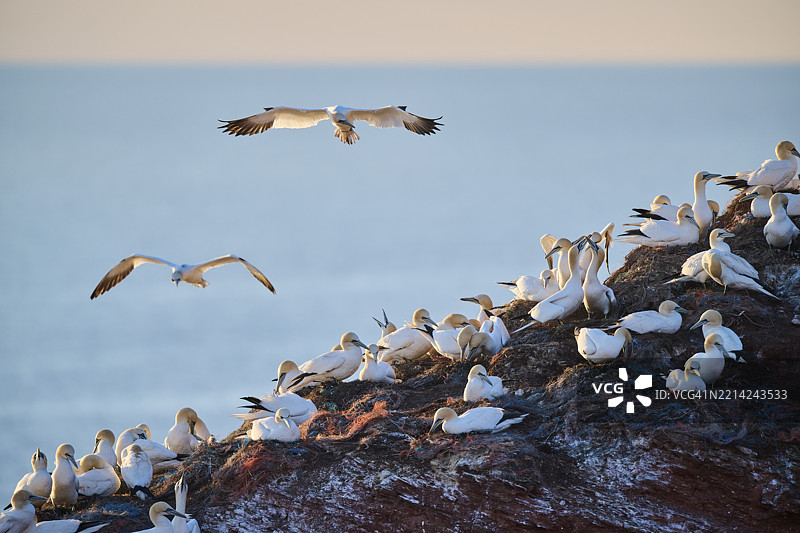 北方鸬鹚（北鲣鸟）在日落时飞过德国赫尔戈兰悬崖上的栖息地，野生动物，欧洲图片素材