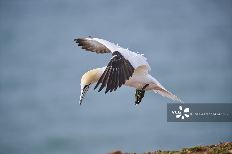 北方鸬鹚（Morus bassanus）在海面上飞翔，准备降落，野生动物，赫尔戈兰，德国，欧洲图片素材
