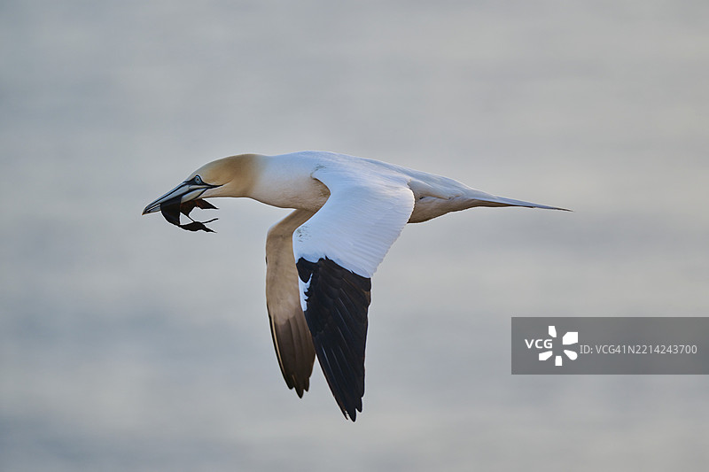 北方鸬鹚（Morus bassanus）在海上飞翔，嘴里叼着铆钉材料，野生动物，赫尔戈兰，德国，欧洲图片素材