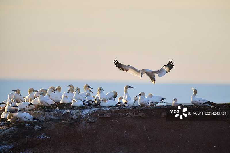北方鸬鹚（Morus bassanus）在日落时飞越悬崖上的栖息地，降落，野生动物，赫尔戈兰，德国，欧洲图片素材