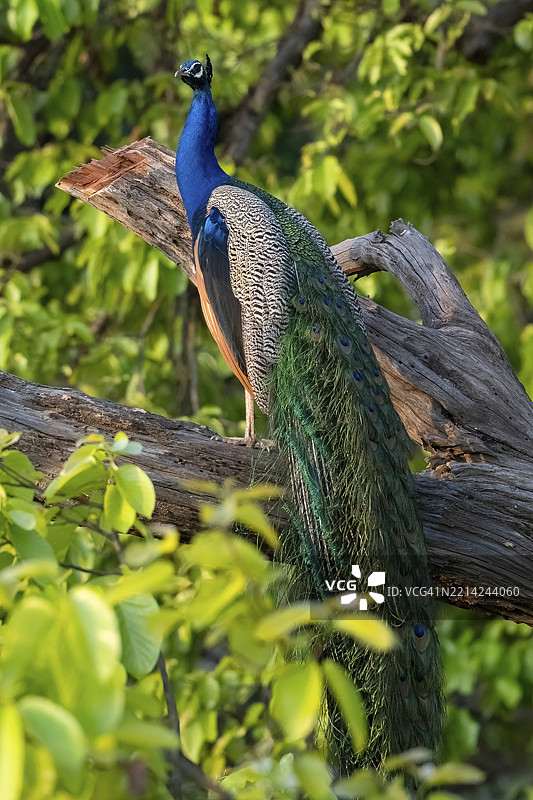 印度孔雀（Pavo Scalloped ribbonbonfish），属于雉科（Phasianidae）的鸟类，栖息在树上，位于印度中央邦的班达夫加尔国家公园，老虎保护区，温迪亚山脉。图片素材