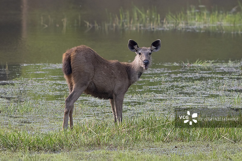 印度班达夫加尔国家公园的印度梅花鹿(Cervus unicolor),与其他鹿类如狍子、马鹿和高贵的鹿,进行眼神交流,位于印度中部的温迪亚山脉。图片素材