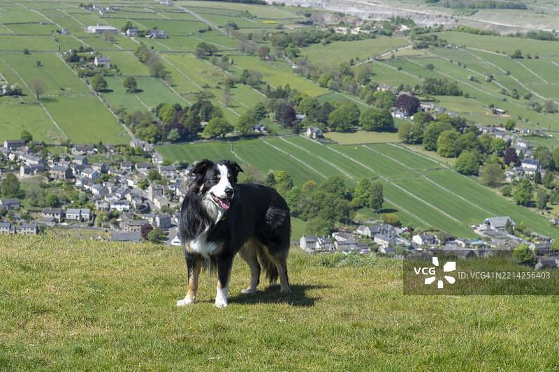 德比郡山丘中的边境牧羊犬图片素材