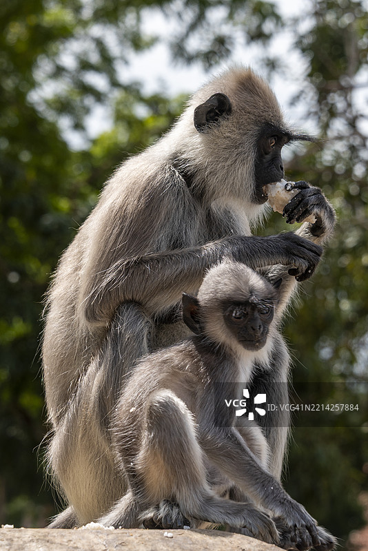 斯里兰卡提萨马哈拉马附近的卡塔拉戈马寺庙中的灰长尾猿与幼崽图片素材