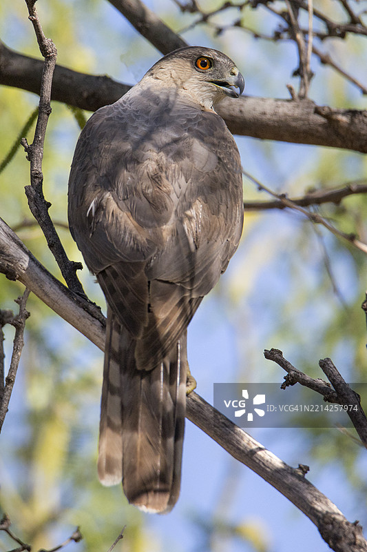 库珀的鹰雌鸟栖息在树枝上图片素材