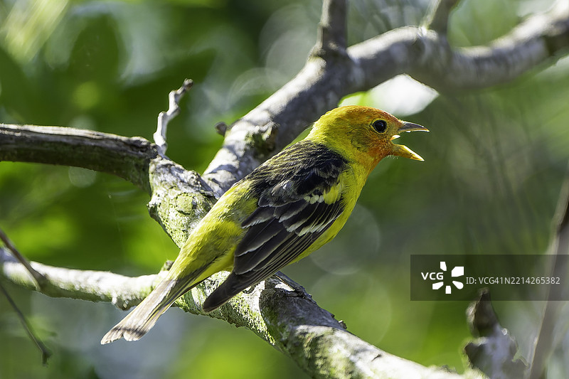 西方唐纳雀图片素材