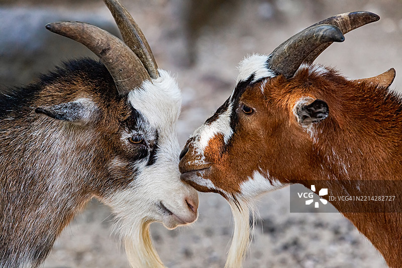 温柔时刻中的山羊情侣相互触碰头部图片素材