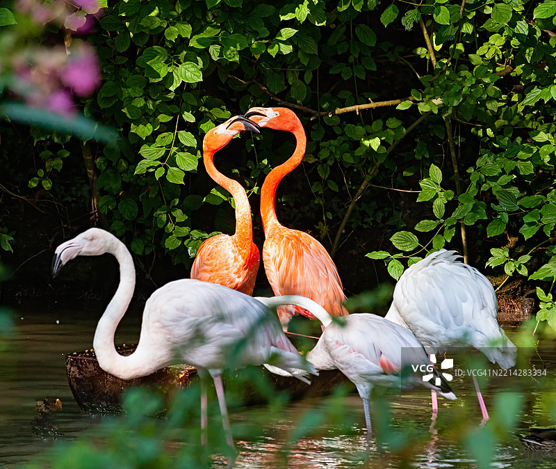 野生火烈鸟的求偶行为图片素材