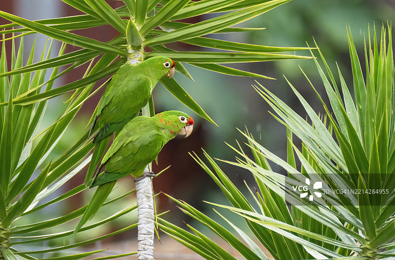 一对红额鹦鹉栖息在灌木上图片素材