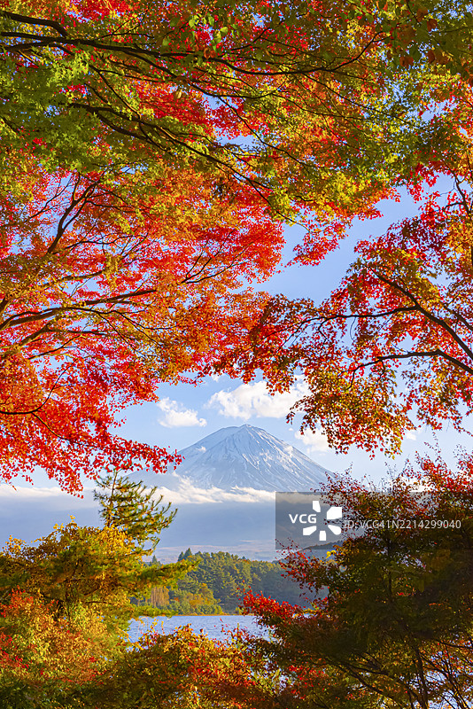 富士山与秋季五彩斑斓的枫树，河口湖，日本图片素材