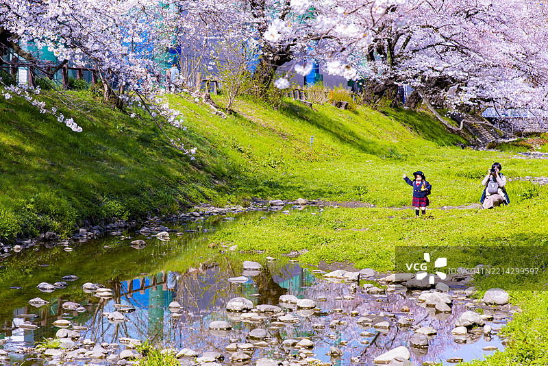 春天，东京立川的根川河畔盛开的粉色樱花树美景图片素材