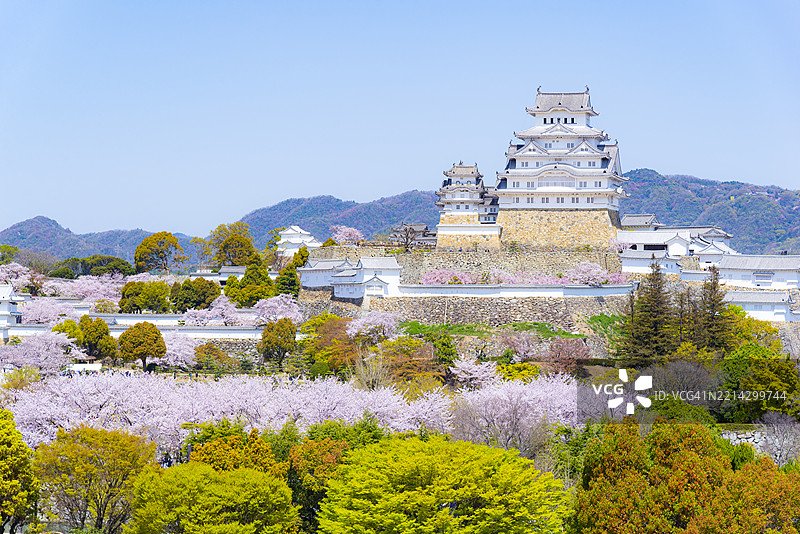 春天的姬路城与粉色樱花树，兵库县，日本图片素材