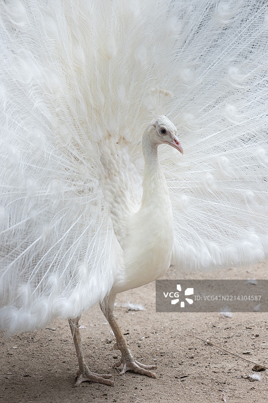 优雅的白孔雀展示它的羽毛图片素材