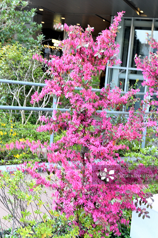 中国 fringe flower / 洛氏毛蕊花：一种具有细腻芳香花朵和多干弯曲枝条的灌木/小树图片素材