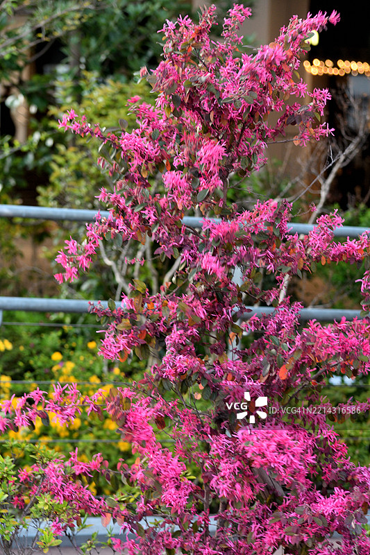 中国 fringe flower / 洛氏毛蕊花：灌木/小树，具有细腻、芳香的花朵和多干弯曲的枝条图片素材