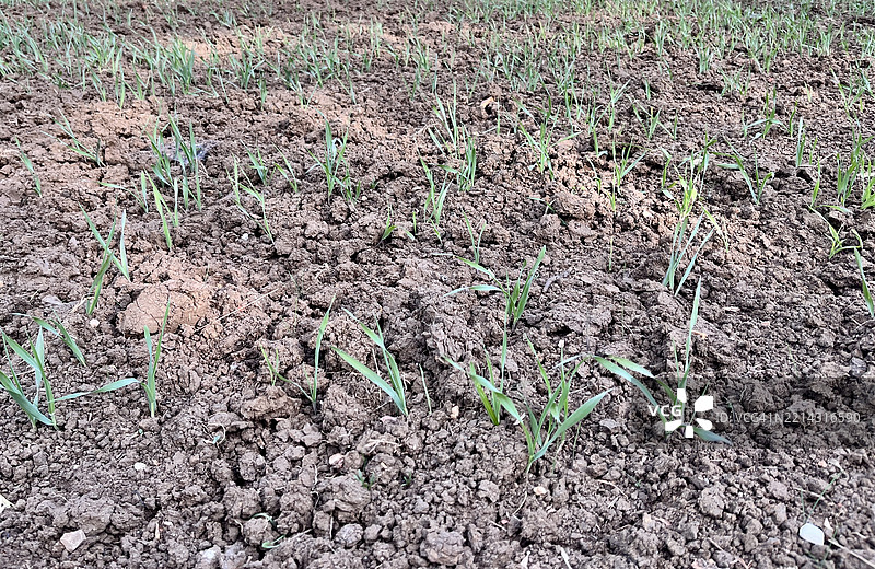 干旱的田野图片素材