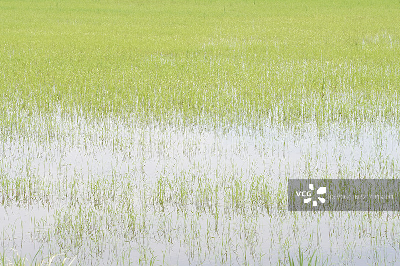 田野中的绿色稻谷，茉莉香米在灌木树上，背景是阴云密布的自然天空图片素材