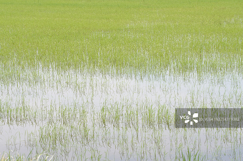 田野中的绿色稻谷，茉莉香米在灌木树上，背景是阴云密布的自然天空图片素材
