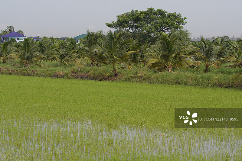 田野中的绿色稻谷，茉莉香米在灌木树上，背景是阴云密布的自然天空图片素材