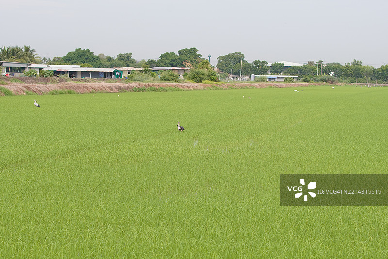 田野中的绿色稻谷，茉莉香米在灌木树上，背景是阴云密布的自然天空图片素材