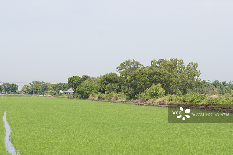 田野中的绿色稻谷，灌木上的茉莉香米，背景是阴云密布的自然天空图片素材