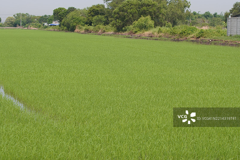 田野中的绿色稻谷，茉莉香米在灌木树上，背景是阴云密布的自然天空图片素材