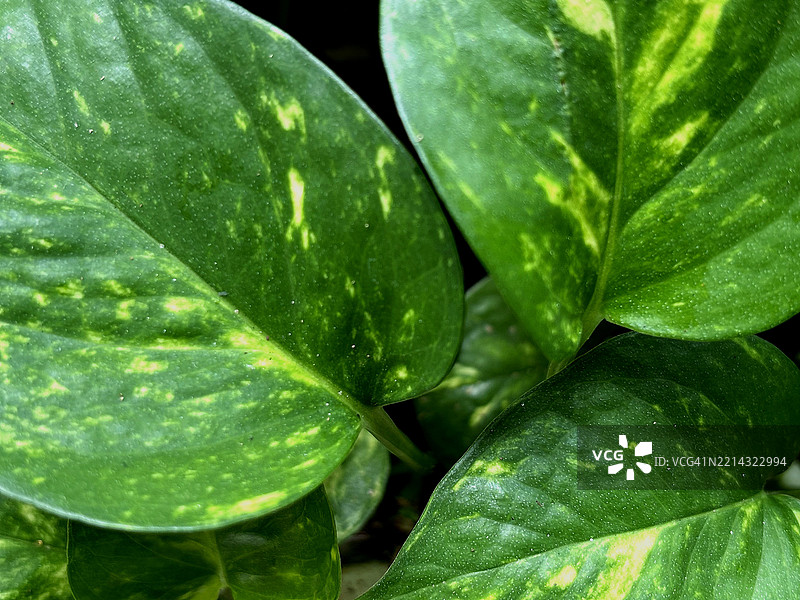 绿色叶子图案背景，自然丰盛的叶子纹理背景图片素材