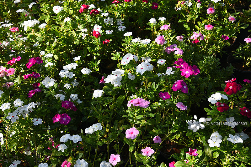 长春花 - 混合花卉图片素材