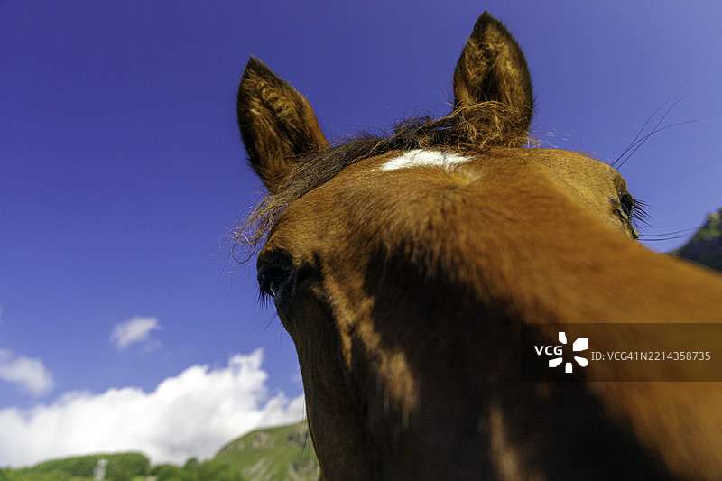 马在蓝天背景下的特写镜头图片素材