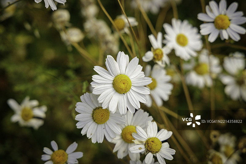 野生雏菊的特写镜头图片素材