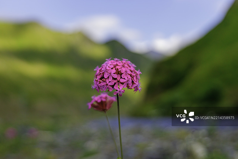 马耳他十字花，学名为Lychnis chalcedonica图片素材