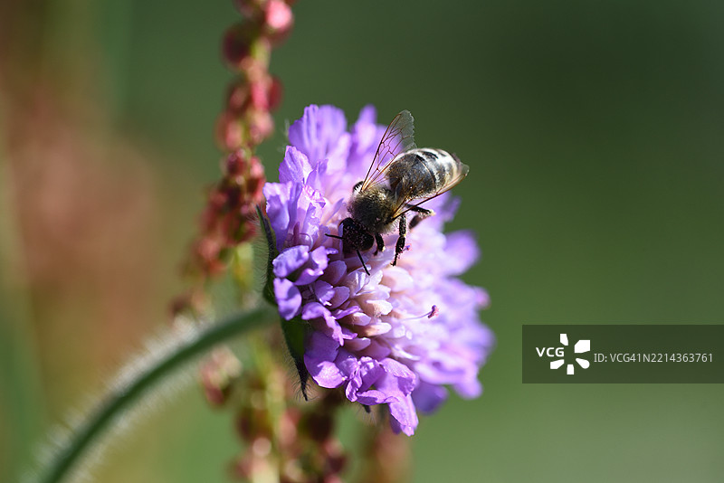 蜜蜂在克劳提亚花上图片素材