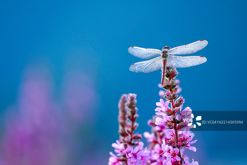 一只蜻蜓在阳光下晾干翅膀上的晨露图片素材