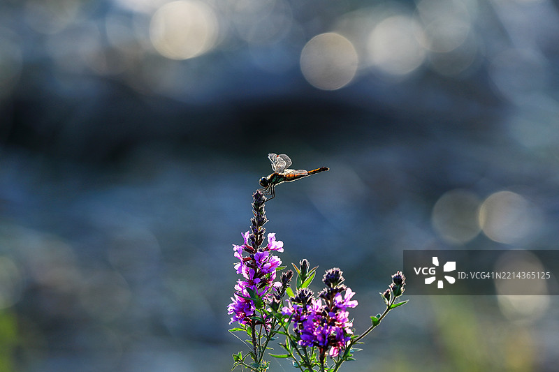 黄昏时分在秋本湖上的蜻蜓图片素材