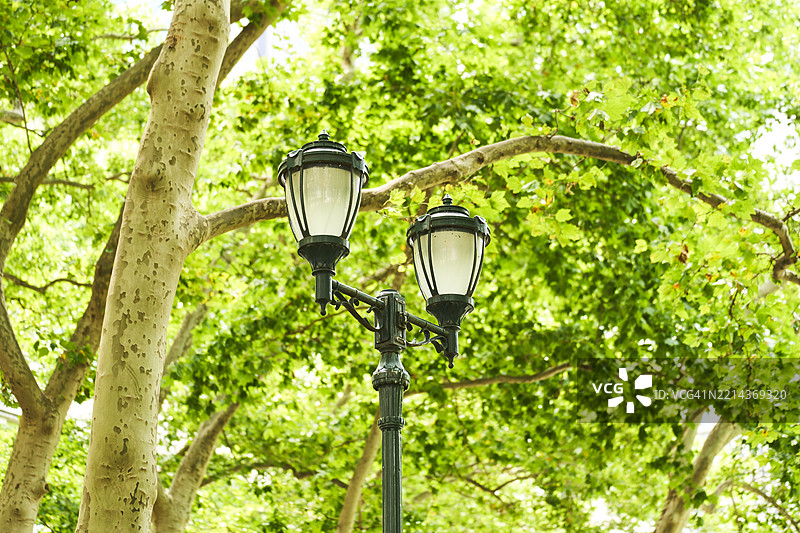 优雅的街灯矗立在郁郁葱葱的树木之间图片素材