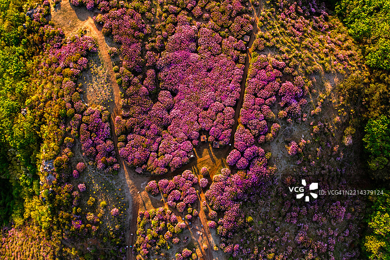 黄马山绽放山脉的日出图片素材