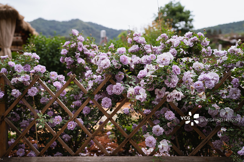 花园中木栅栏后面盛开的鲜艳粉白玫瑰灌木图片素材
