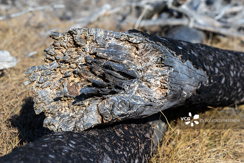 大森林火灾后破损和烧焦的树木及树干图片素材