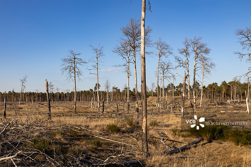 大森林火灾后焦黑的树木和树干图片素材